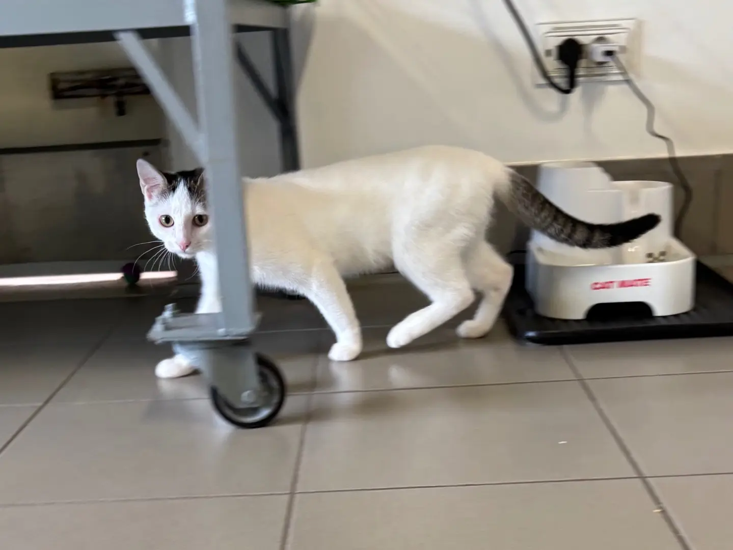 Adozione gatto, maschio, Razza sconosciuta Razza sconosciuta, 6 mesi, taglia non valida, Brescia