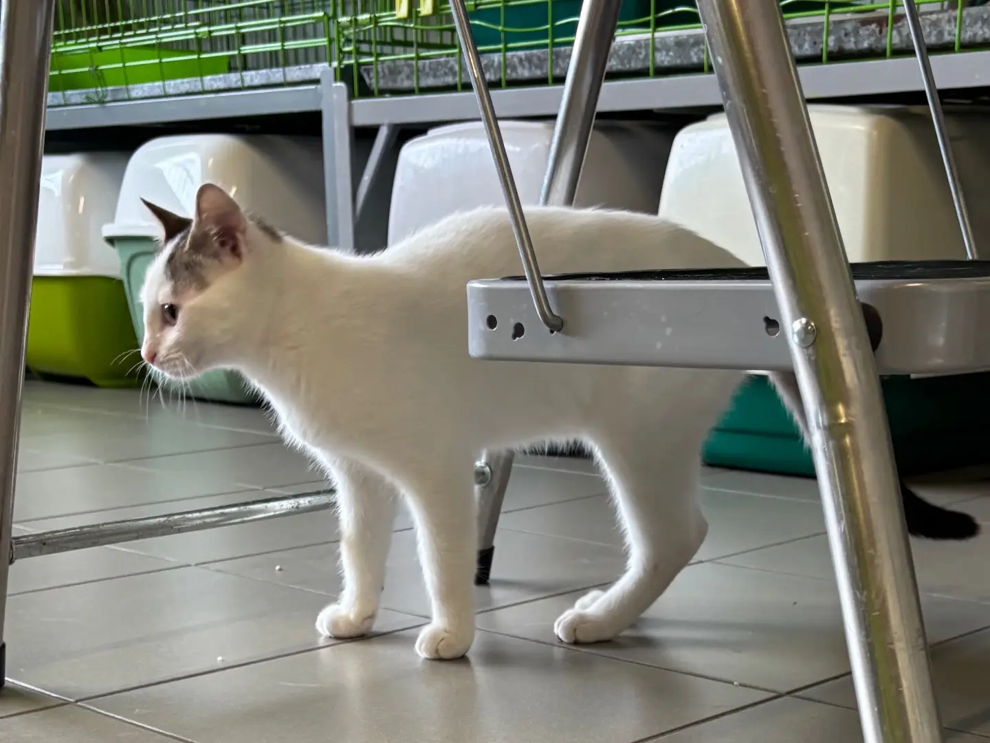 Adotta un gatto, taglia non valida, maschio, Brescia