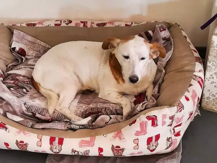 Adozione cane, femmina, Razza sconosciuta Razza sconosciuta, 11 anni e 3 mesi, taglia piccola, Como