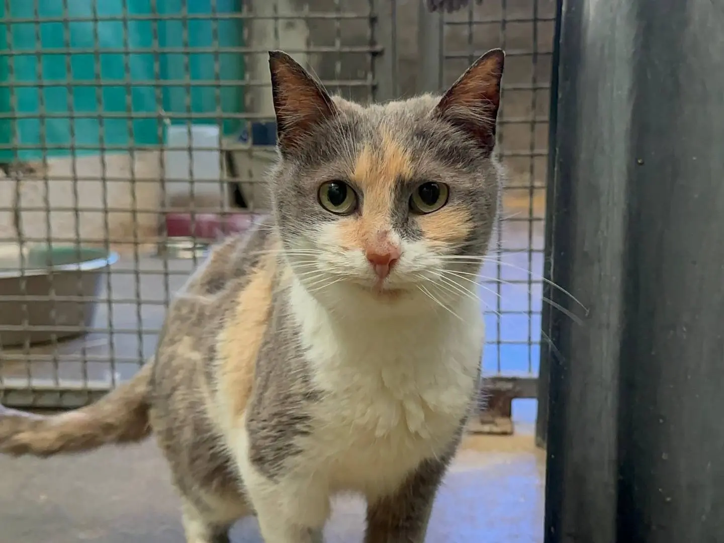 Adozione gatto, femmina, Razza sconosciuta Razza sconosciuta, 6 anni e 8 mesi, taglia non valida, Roma