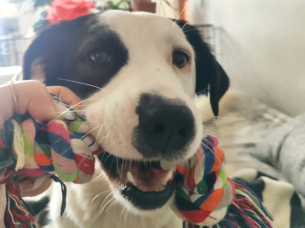 Adotta un cane, femmina, 3 anni e 4 mesi, Cuneo