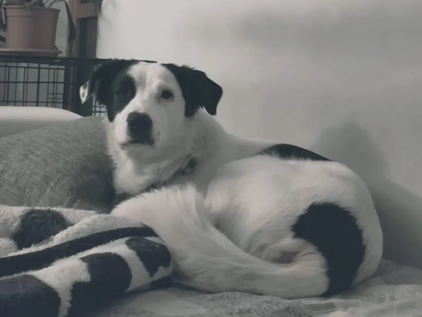 Adotta un cane, taglia media, femmina, Cuneo