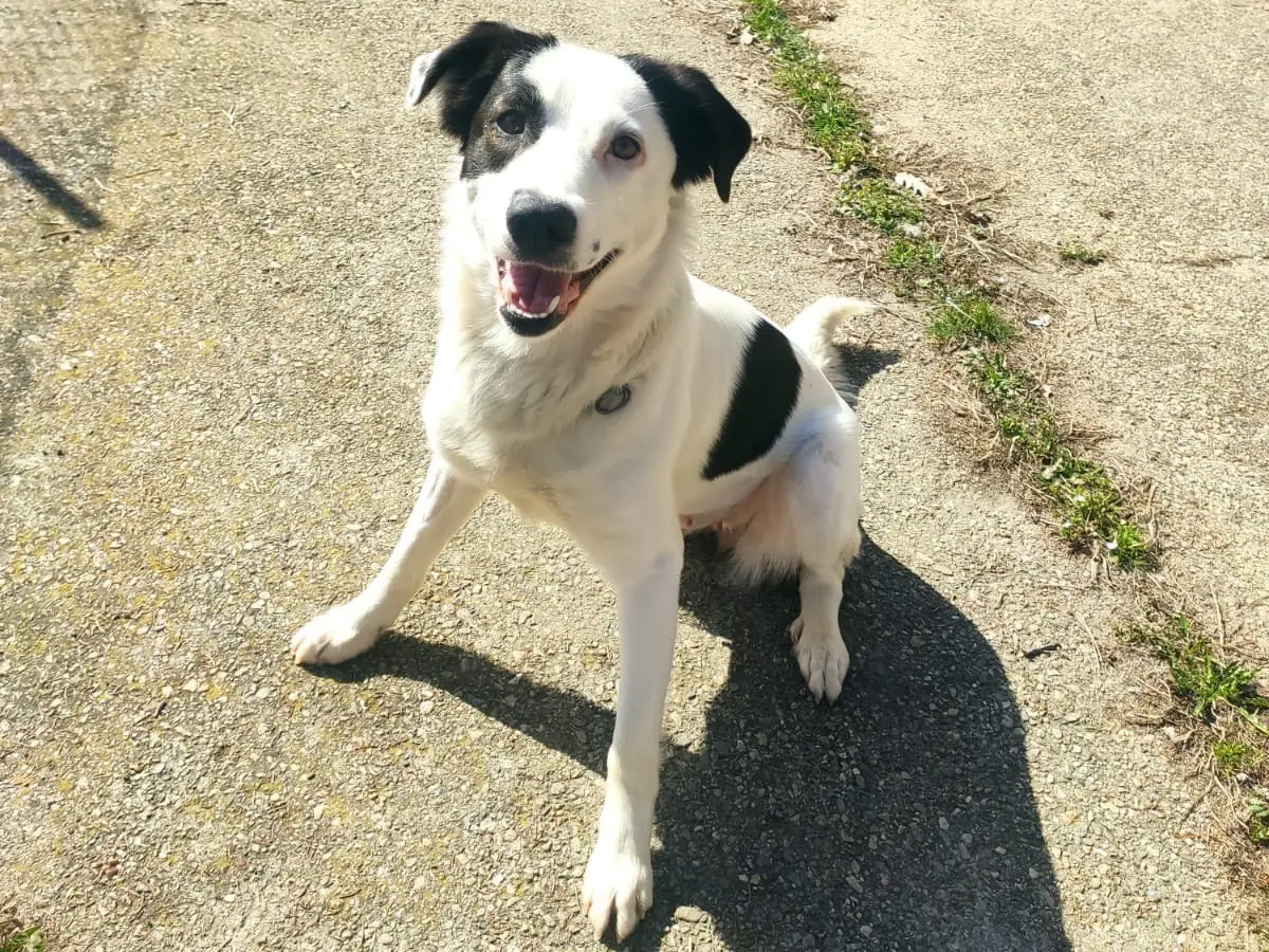 Adozione cane, femmina, Razza sconosciuta Razza sconosciuta, 3 anni e 4 mesi, taglia media, Cuneo