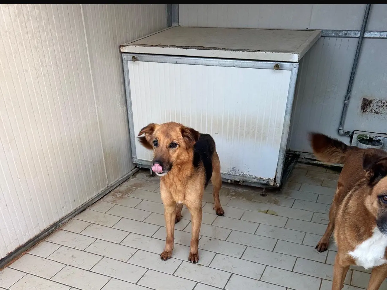 Adotta un cane, maschio, 8 anni e 2 mesi, Latina