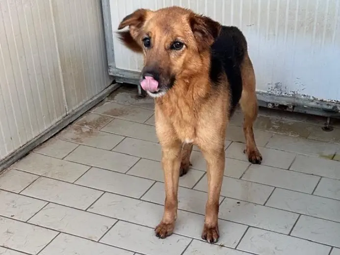 Adozione cane, maschio, Razza sconosciuta Razza sconosciuta, 8 anni e 2 mesi, taglia piccola, Latina