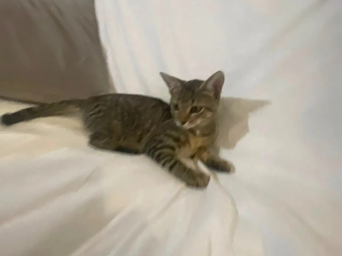 Foto 2 dell'animale