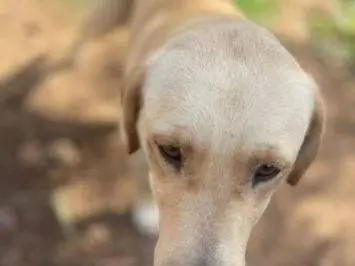 Adotta un cane, femmina, 4 anni e 8 mesi, Frosinone