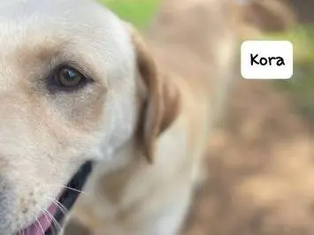 Vuoi adottare un cane a Frosinone?