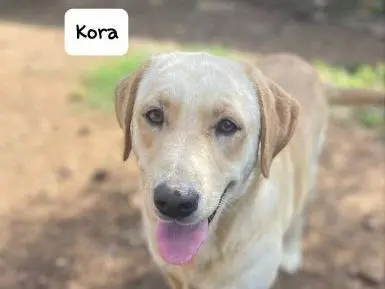 Adozione cane, femmina, Labrador Retriever Labrador Retriever, 4 anni e 8 mesi, taglia media, Frosinone