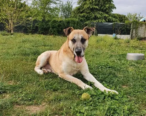 Adotta un cane, maschio, 8 anni e 9 mesi, Monza