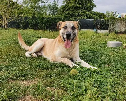 Adozione cane, maschio, meticcio, 8 anni e 9 mesi, taglia gigante, Monza
