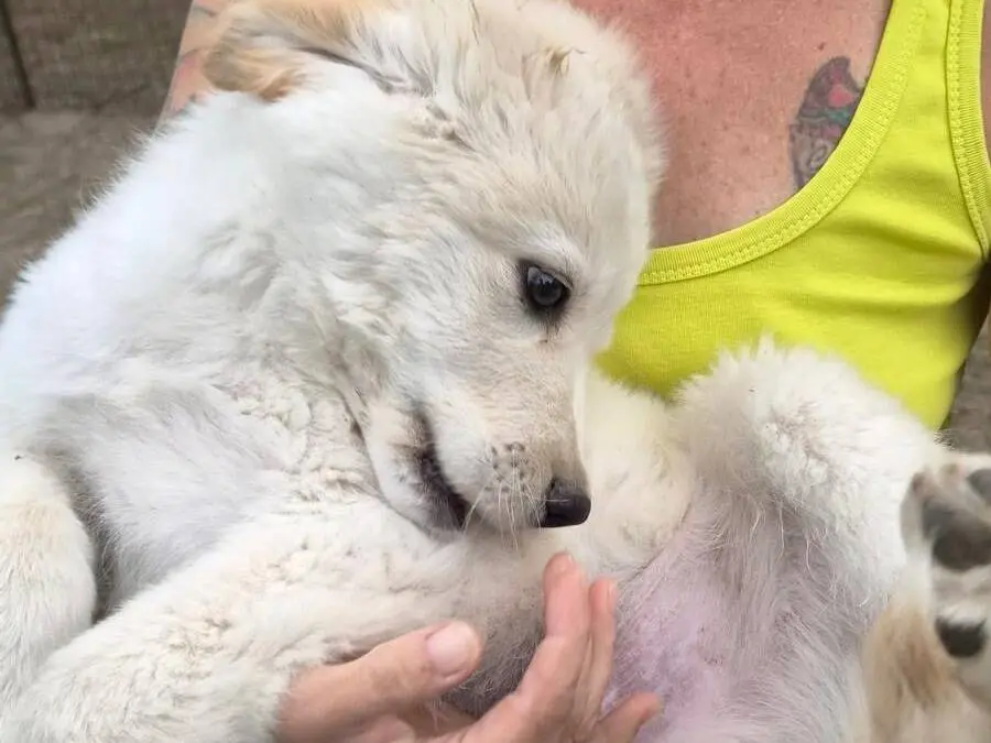 Adotta un cane, taglia media, maschio, Roma