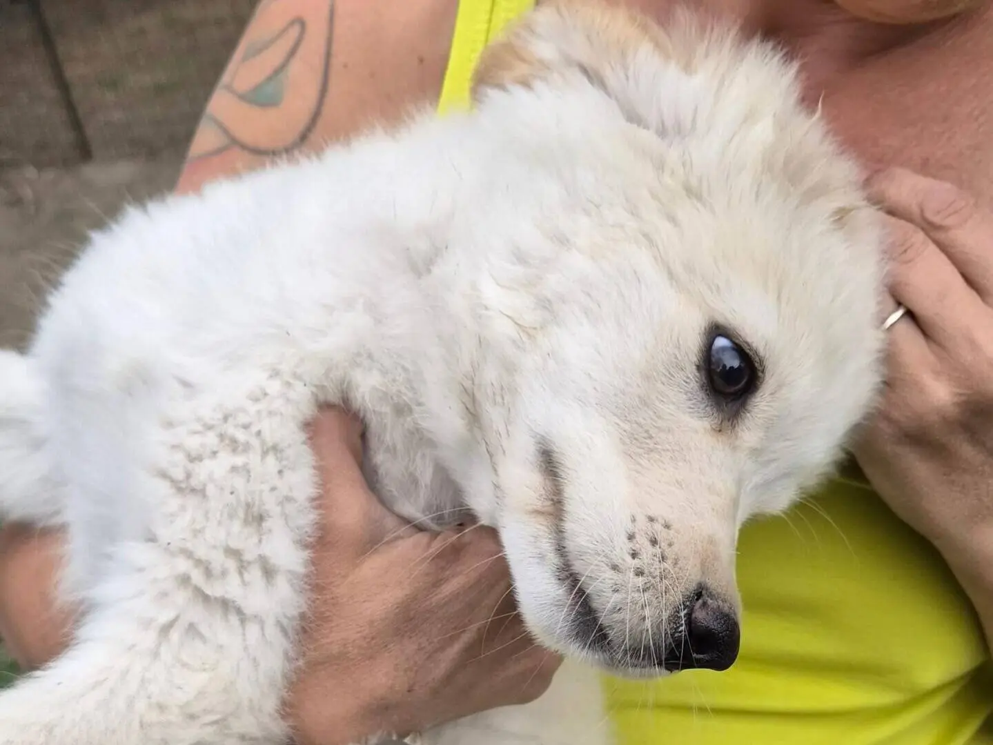 Adotta un cane, maschio, 3 mesi, Roma