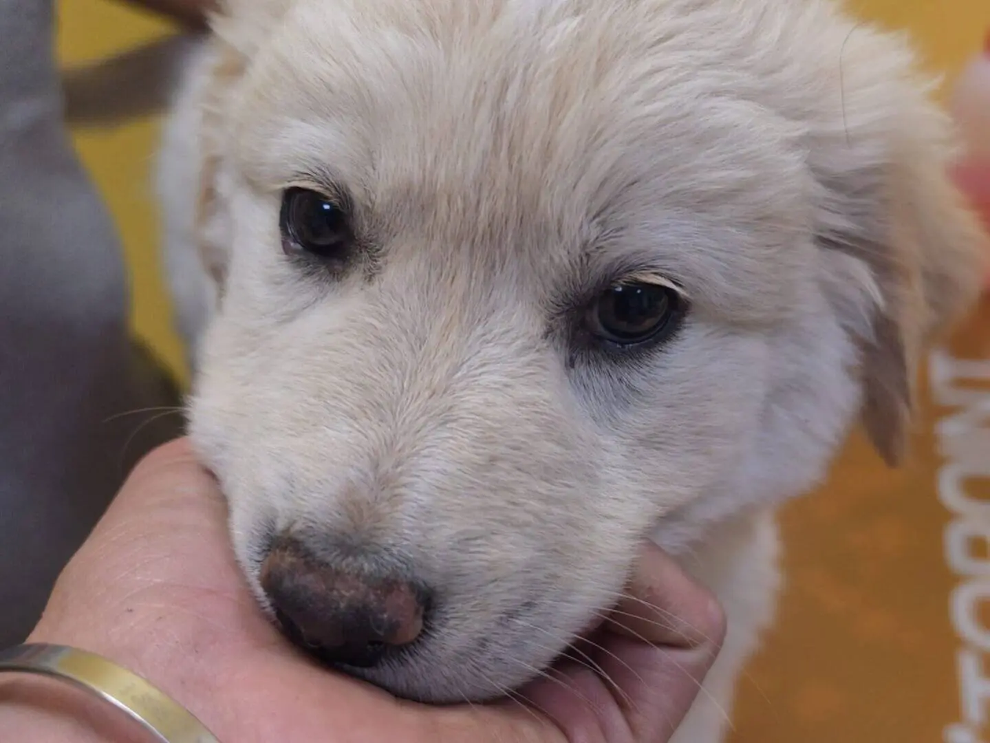 Vuoi adottare un cane a Roma?