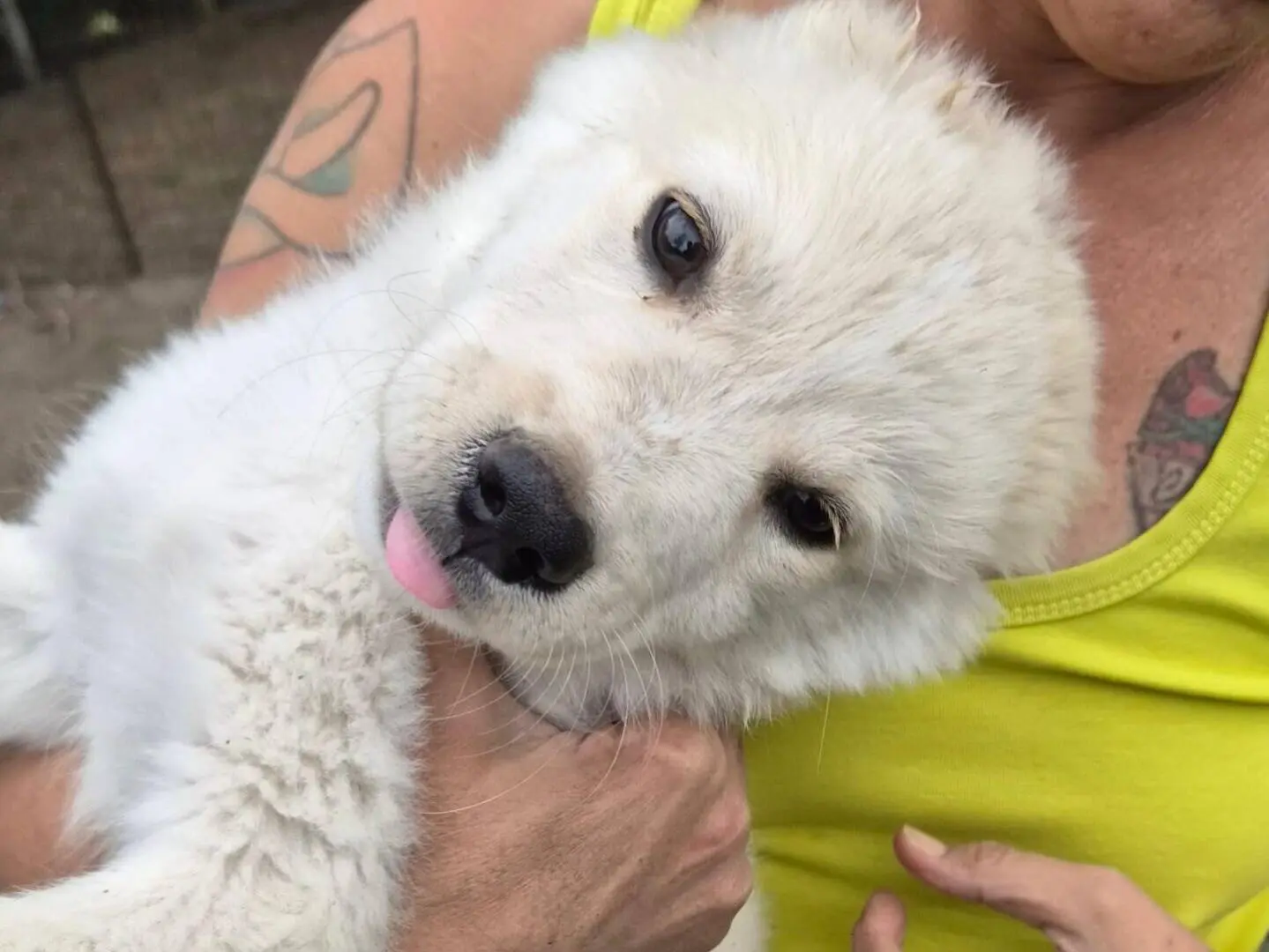 Adozione cane, maschio, Razza sconosciuta Razza sconosciuta, 3 mesi, taglia media, Roma