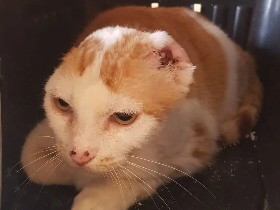 Adozione gatto, femmina, Razza sconosciuta Razza sconosciuta, 4 anni e 9 mesi, taglia non valida, Milano