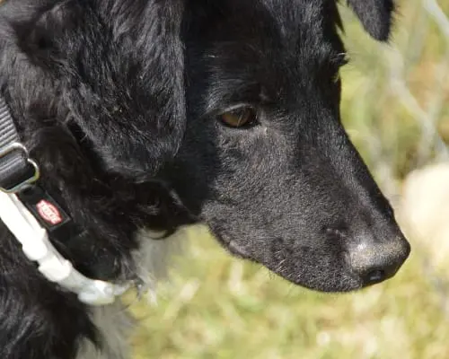 Adotta il cane LUCA a Frosinone