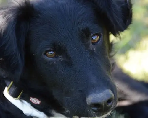 Adozione cane, maschio, meticcio, 4 anni e 9 mesi, taglia media, Frosinone