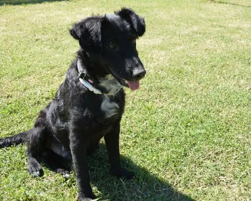 Adotta un cane, taglia media, maschio, Frosinone