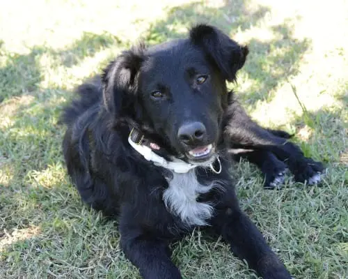 Adotta un cane, maschio, 4 anni e 9 mesi, Frosinone
