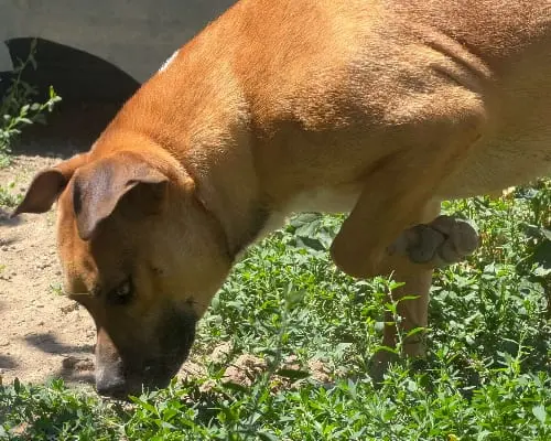 Vuoi adottare un cane a Napoli?