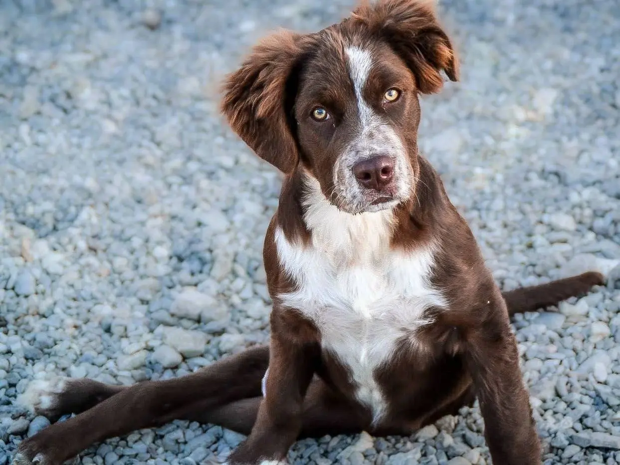 Adozione cane, femmina, Razza sconosciuta Razza sconosciuta, 1 anno e 7 mesi, taglia media, Crotone