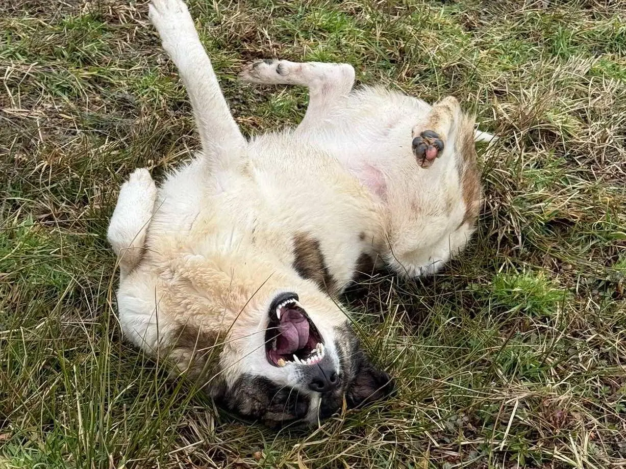 Vuoi adottare un cane a Firenze?