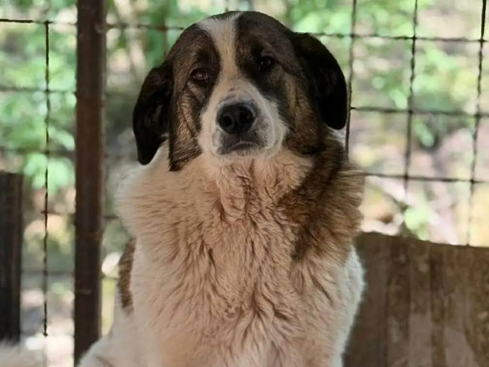 Adotta un cane, taglia grande, femmina, Firenze