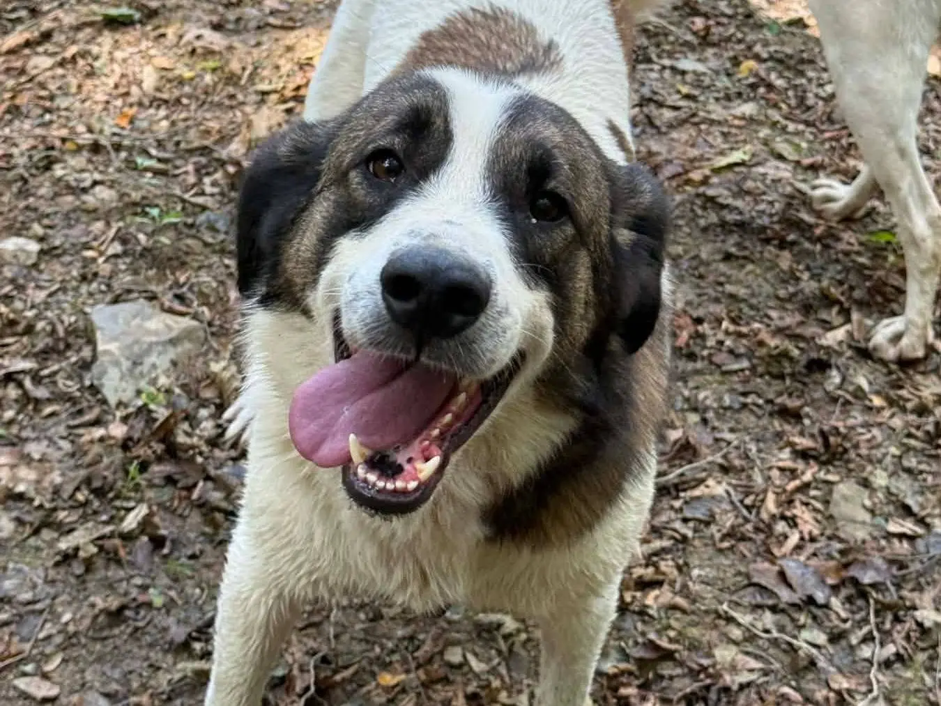 Adotta il cane DANA a Firenze
