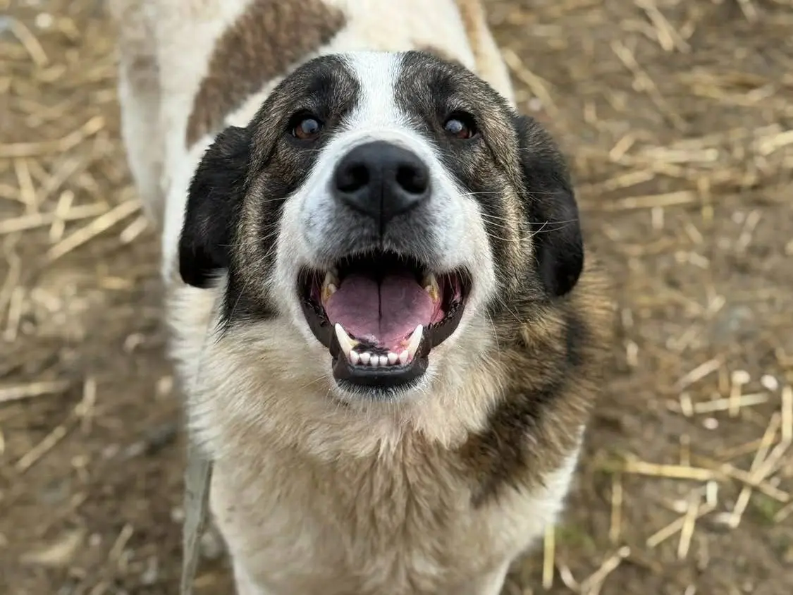 Adotta un cane, femmina, 3 anni e 9 mesi, Firenze
