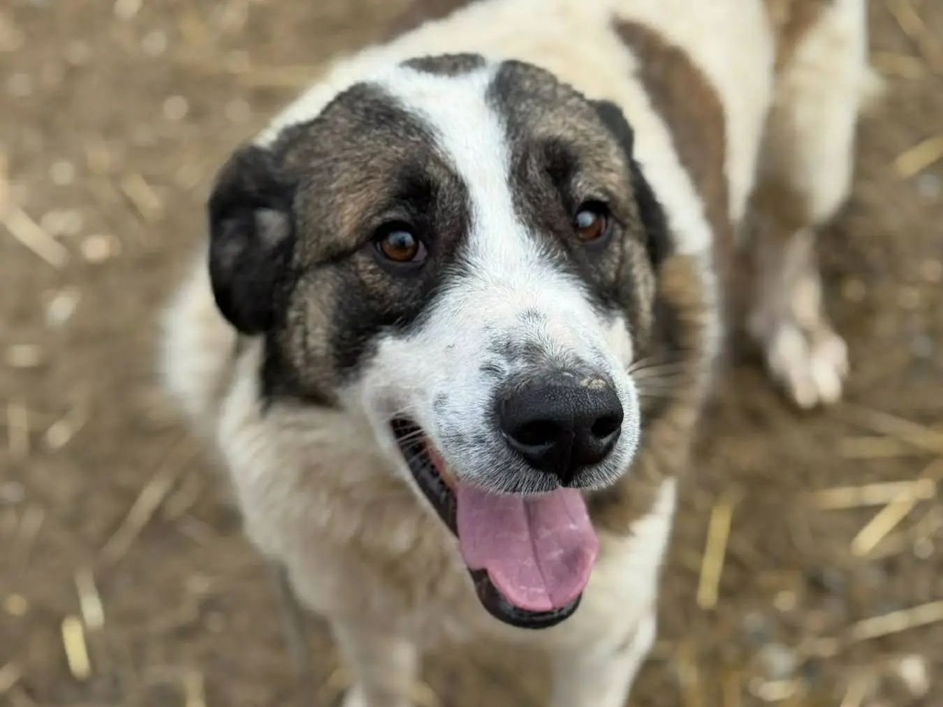 Adozione cane, femmina, Razza sconosciuta Razza sconosciuta, 3 anni e 9 mesi, taglia grande, Firenze