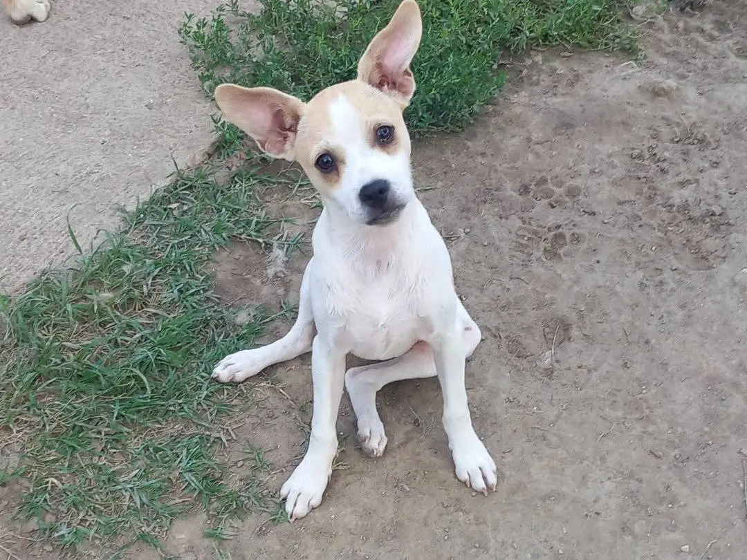 Adozione cane, femmina, Razza sconosciuta Razza sconosciuta, 4 mesi, taglia piccola, Caserta
