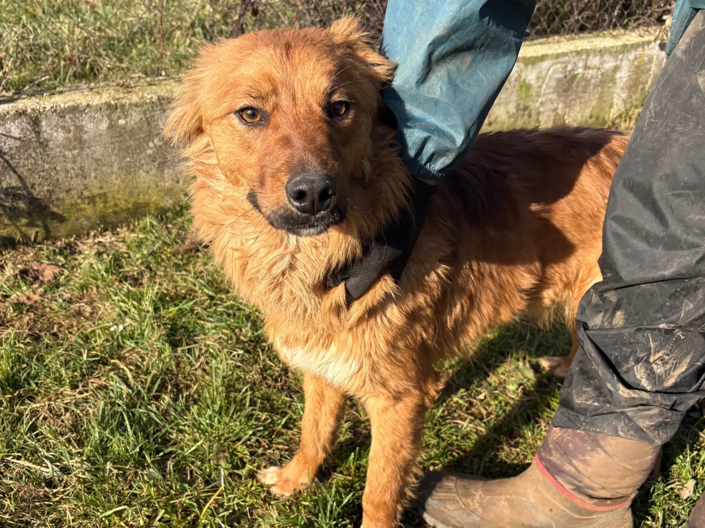 Adotta un cane, maschio, 3 anni e 2 mesi, Frosinone