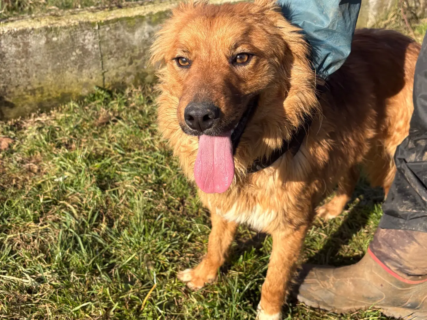Adotta un cane, taglia media contenuta, maschio, Frosinone