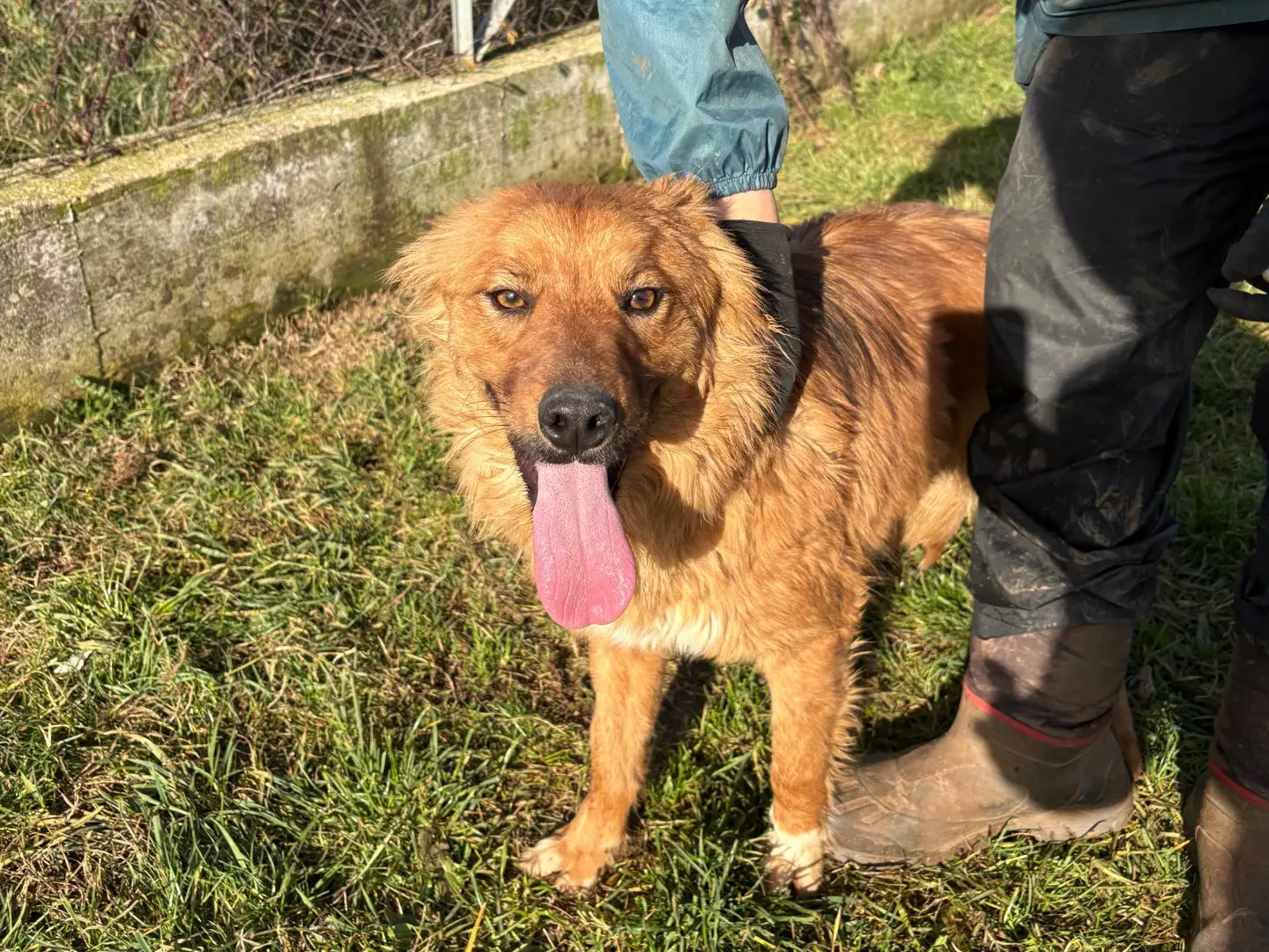 Adozione cane, maschio, Volpino di Pomerania Razza sconosciuta, 3 anni e 2 mesi, taglia media contenuta, Frosinone