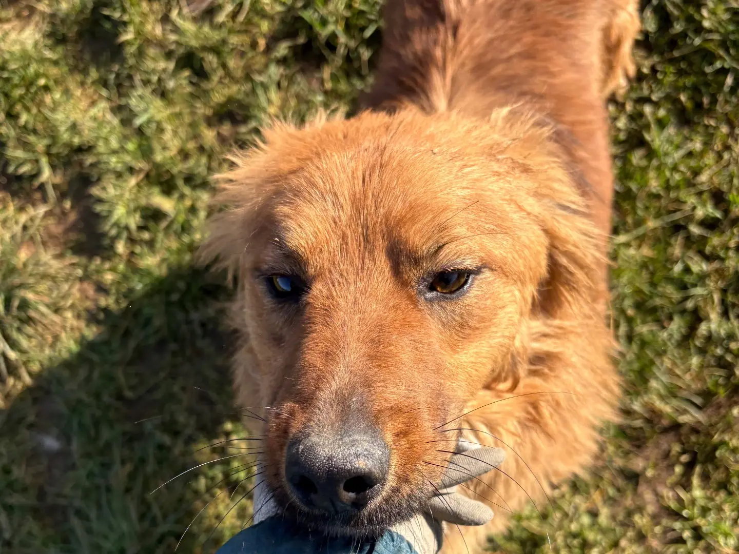 Adotta il cane Miele a Frosinone
