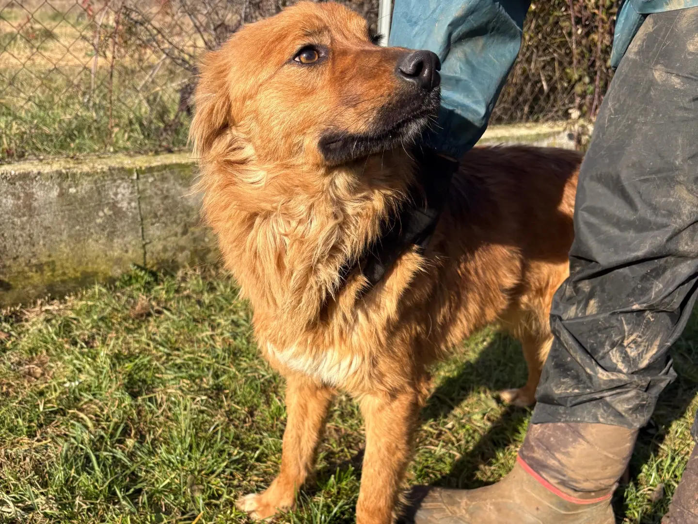 Vuoi adottare un cane a Frosinone?