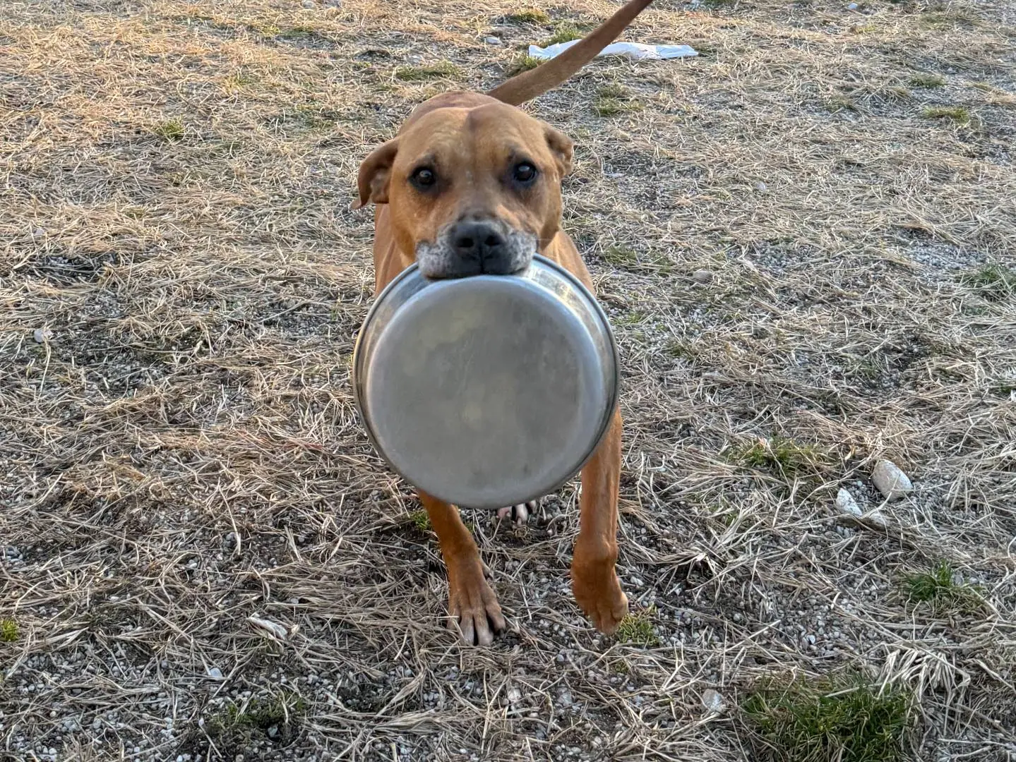 Adozione cane, maschio, Razza sconosciuta Razza sconosciuta, 10 anni e 1 mese, taglia grande, Trento