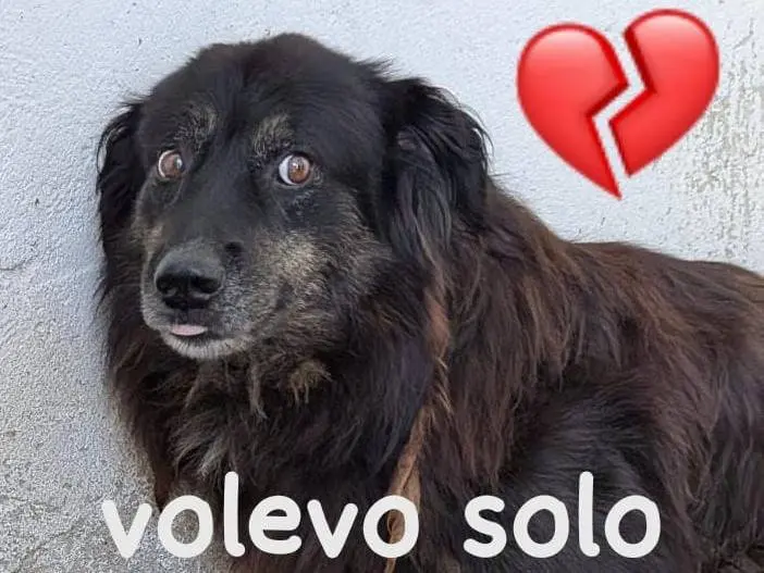 Adozione cane, maschio, Razza sconosciuta Razza sconosciuta, 10 anni e 3 mesi, taglia media, Cuneo