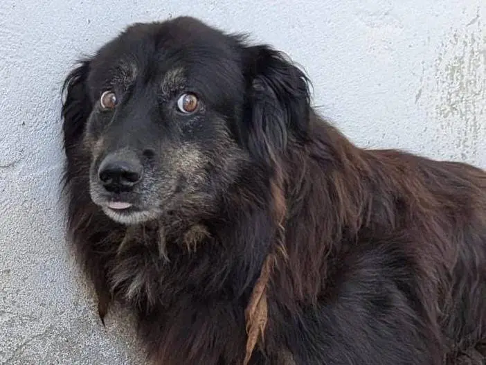 Adotta un cane, maschio, 10 anni e 3 mesi, Cuneo