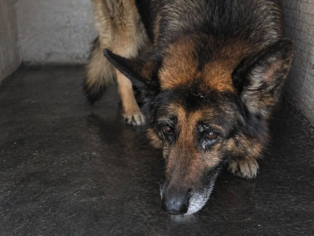 Adozione cane, maschio, Pastore tedesco Razza sconosciuta, 13 anni e 4 mesi, taglia media, Crotone