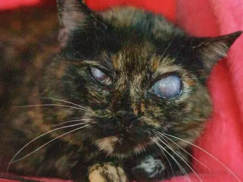 Adozione gatto, femmina, Razza sconosciuta Razza sconosciuta, 16 anni e 7 mesi, taglia non valida, Monza