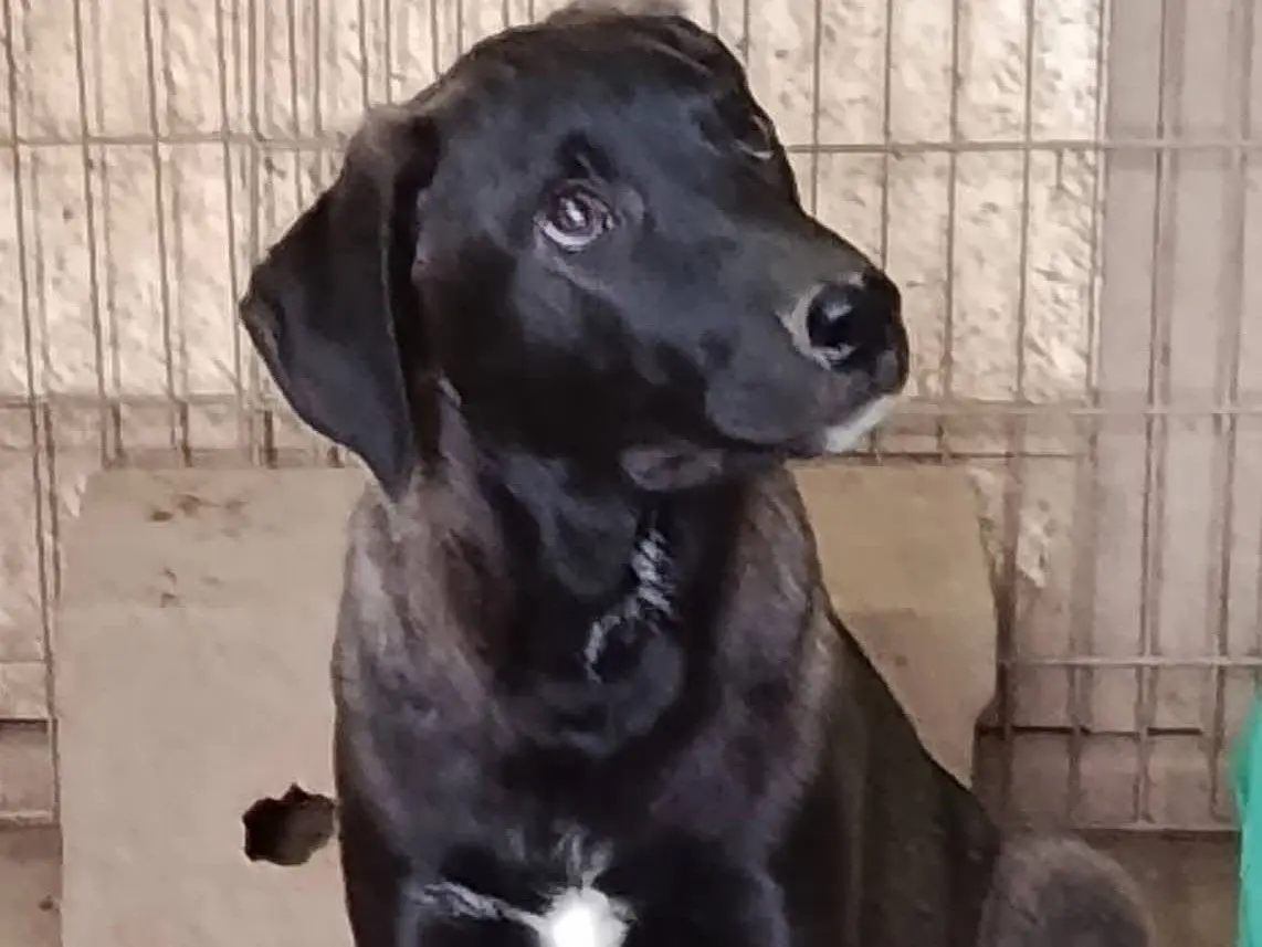 Adotta un cane, maschio, 8 mesi, Avellino