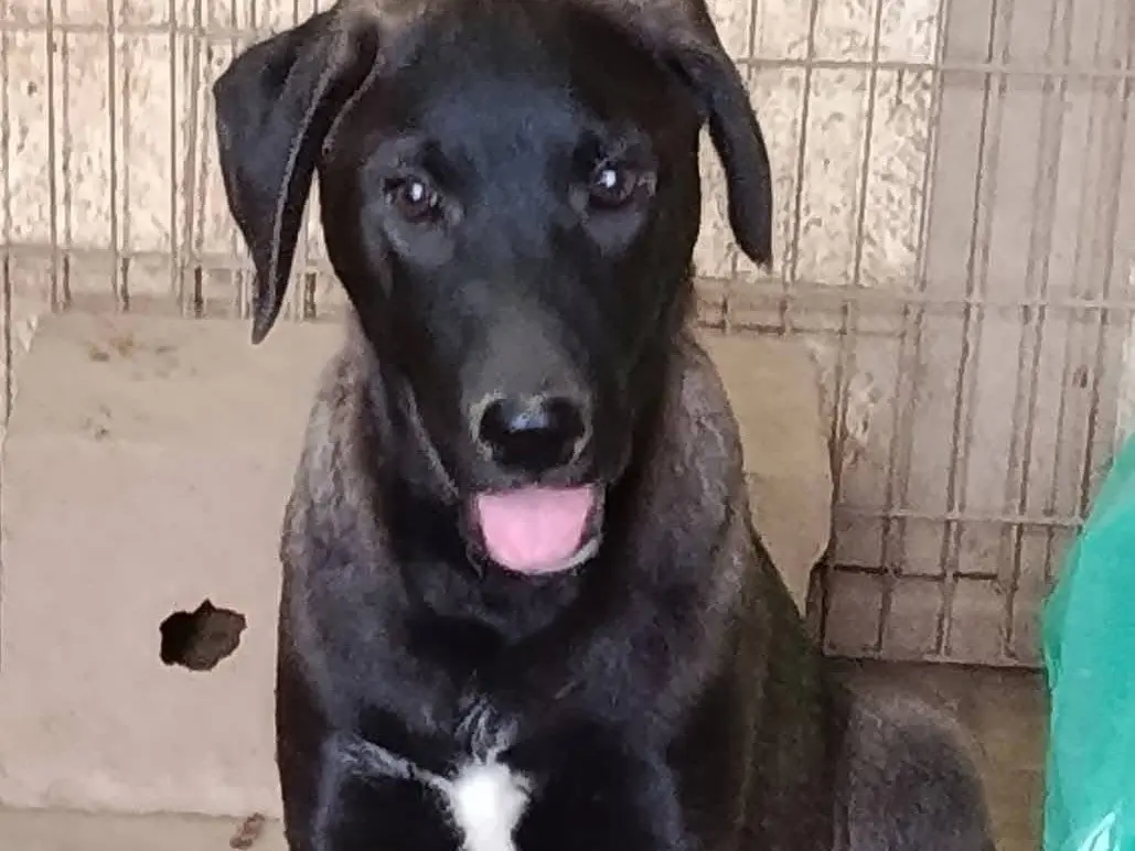 Adozione cane, maschio, Razza sconosciuta Razza sconosciuta, 8 mesi, taglia media, Avellino