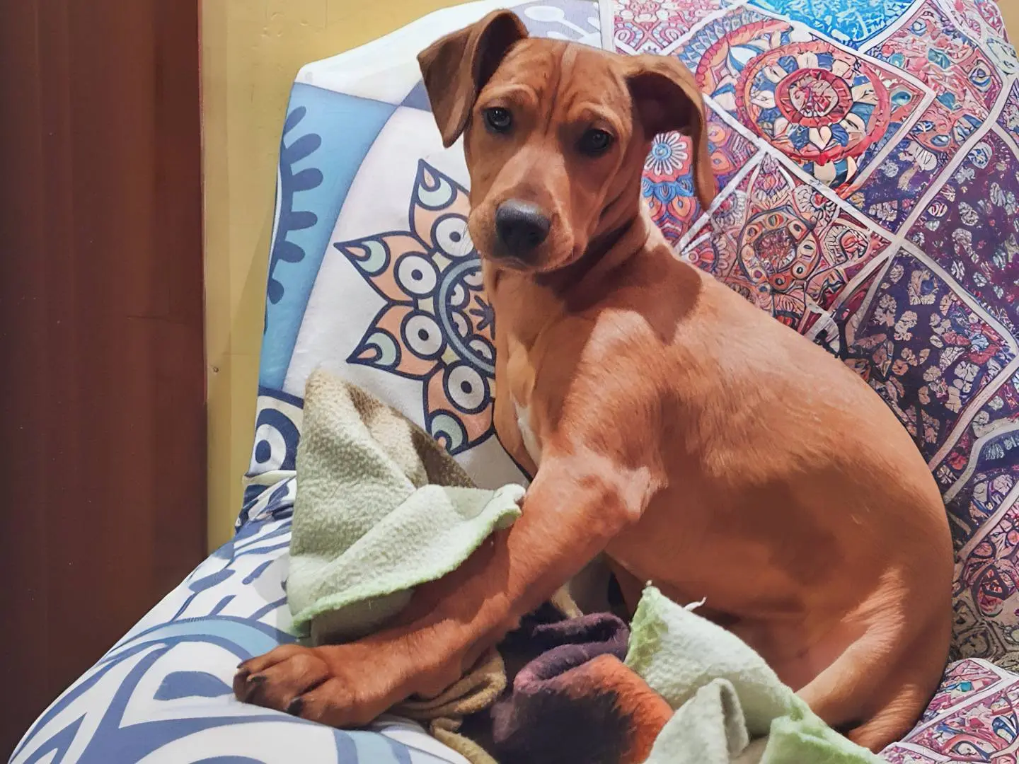 Adozione cane, femmina, Razza sconosciuta Razza sconosciuta, 1 anno e 1 mese, taglia media, Como