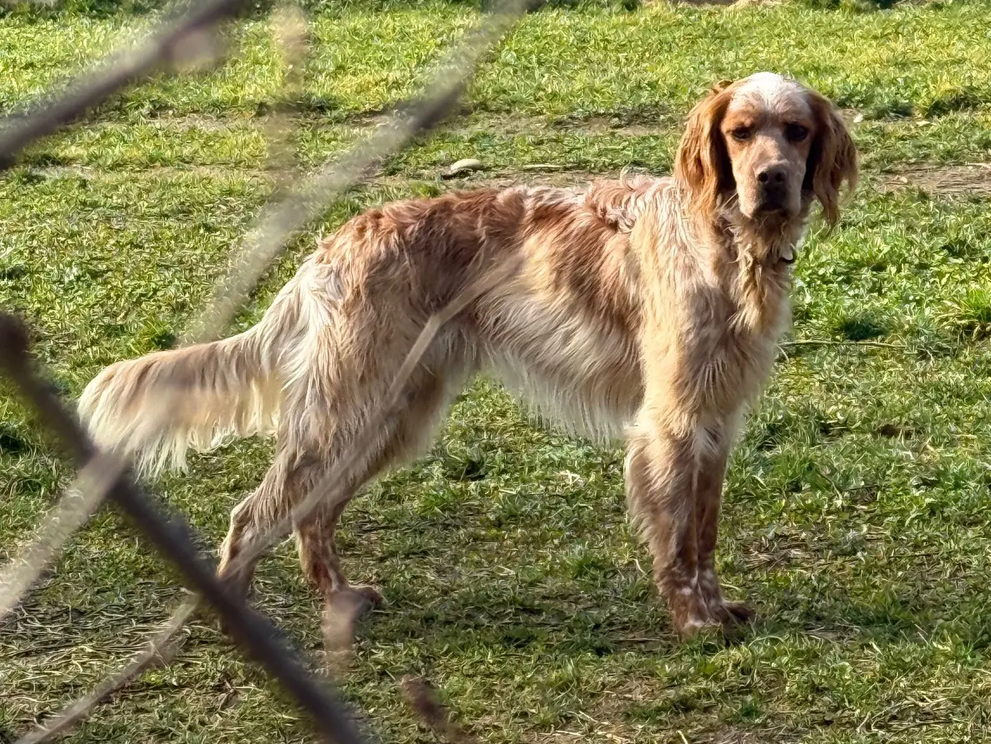 Vuoi adottare un cane a Milano?