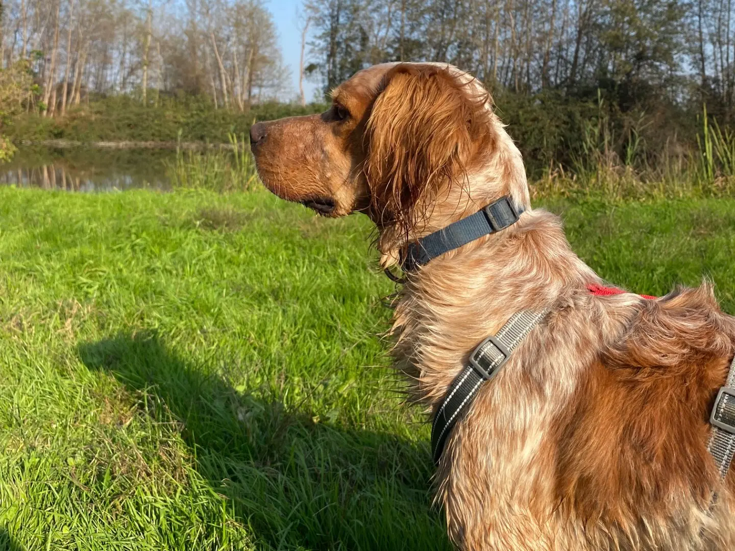 Adotta un cane, taglia media, maschio, Milano