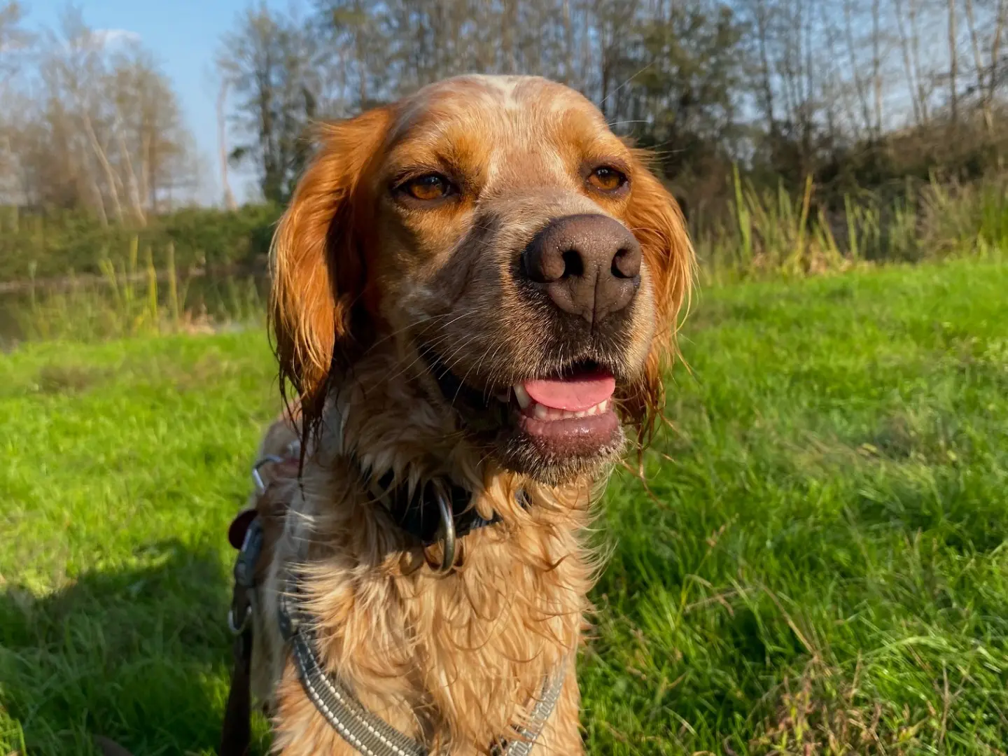 Adozione cane, maschio, Setter Inglese Razza sconosciuta, 4 anni e 2 mesi, taglia media, Milano
