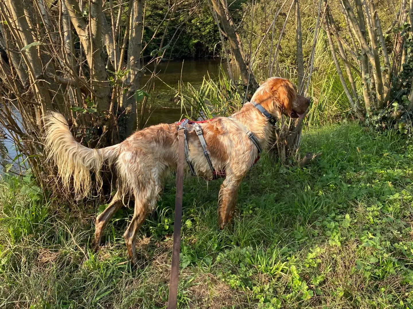 Adotta un cane, maschio, 4 anni e 2 mesi, Milano