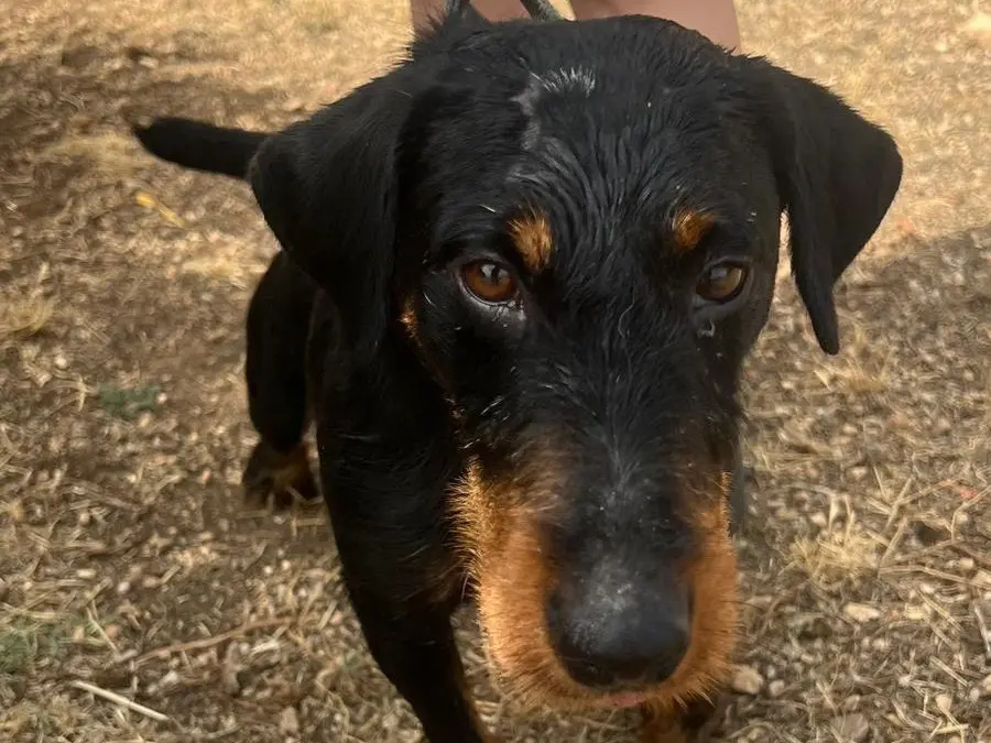 Adotta un cane, maschio, 5 anni e 8 mesi, Siracusa